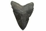 Serrated, Fossil Megalodon Tooth - South Carolina #340167-1